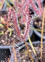 Drosera binata sundew