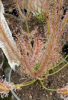 Drosera binata sundew