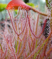Drosera binata sundew