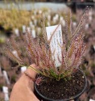 Drosera binata sundew