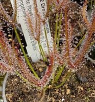 Drosera binata sundew