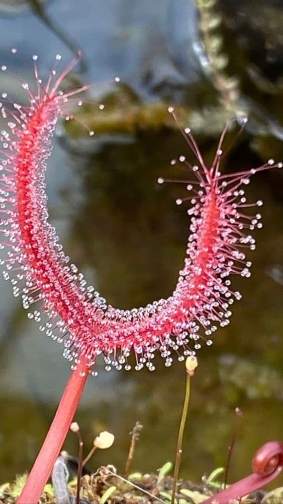 DS002 Drosera binata Sundew