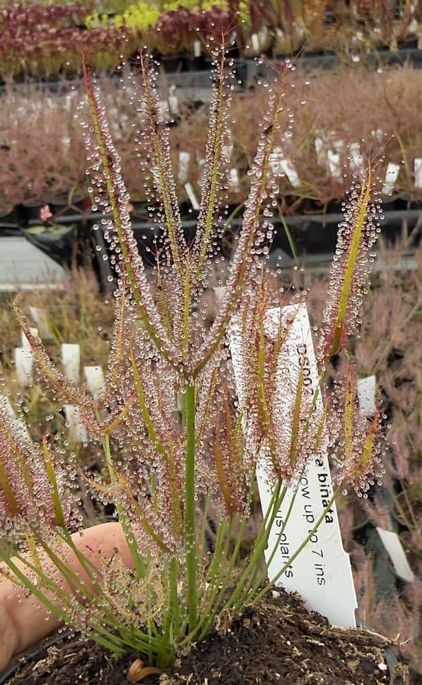 DS002 Drosera binata Sundew