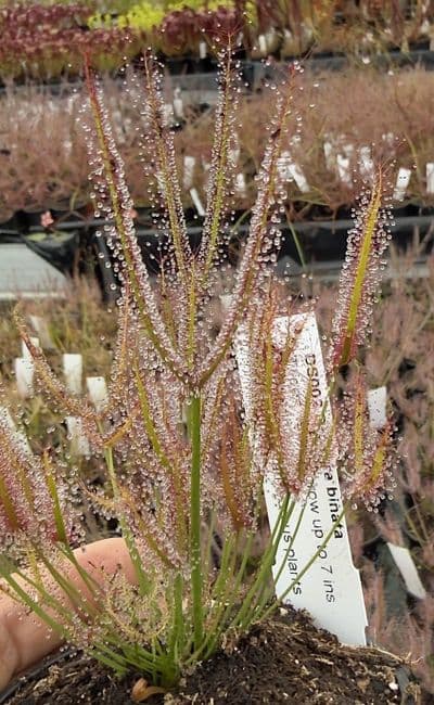 Drosera binata sundew
