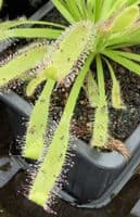 Drosera capensis typical form sundew