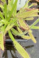 Drosera capensis typical form sundew