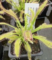 Drosera capensis typical form sundew