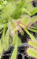 Drosera capensis typical form sundew