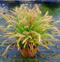 Drosera capensis typical form sundew