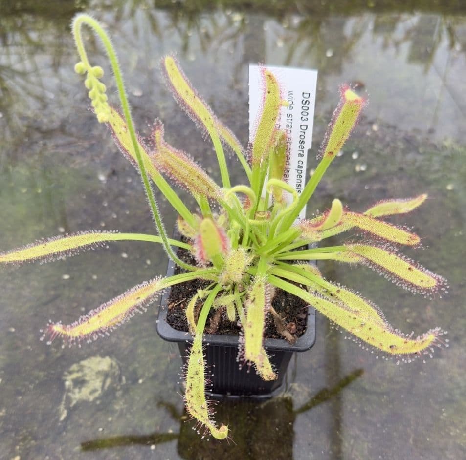 DS003 Drosera capensis typical form sundew