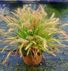 Drosera capensis typical form sundew