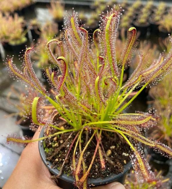 Plante Carnivore Drosera Capensis - Cap-Sonnentau - 9cm - Attrape-Mouches Naturel
