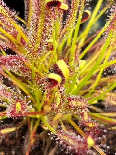 DS004 Drosera capensis Narrow leaf form Sundew