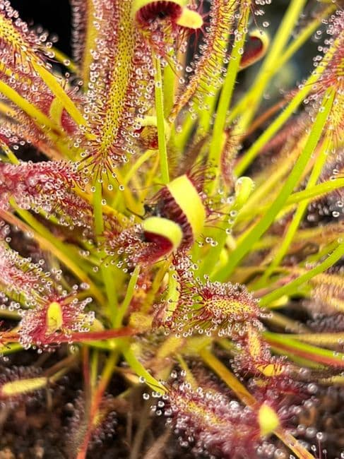 Drosera capensis sundew Narrow leaf form sundew