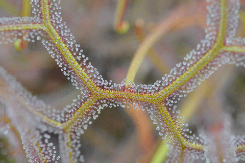 DS006 Drosera binata var. multifida Sundew