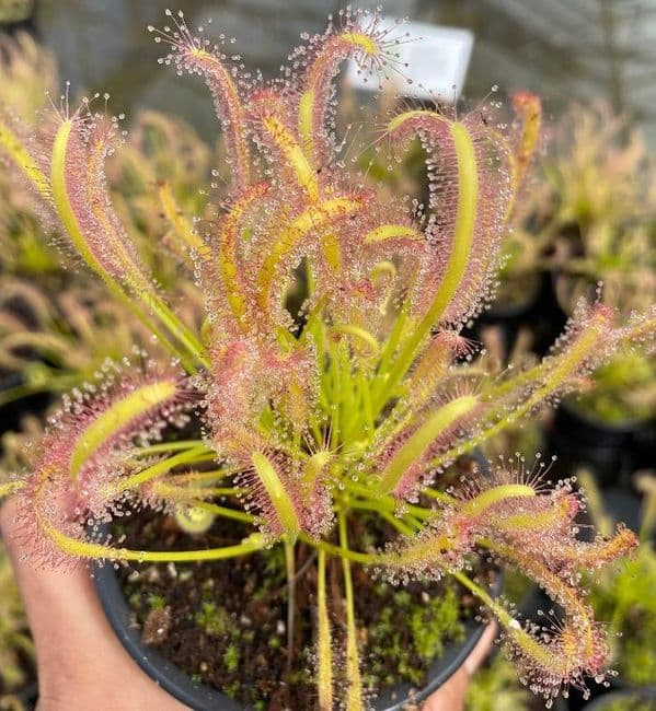Drosera capensis alba sundew