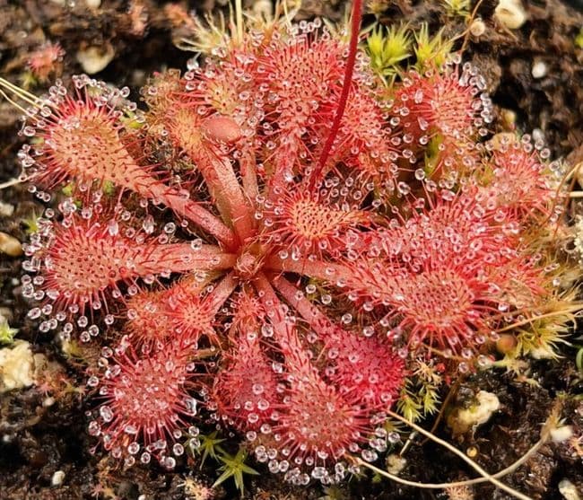 Drosera spatulata sundew