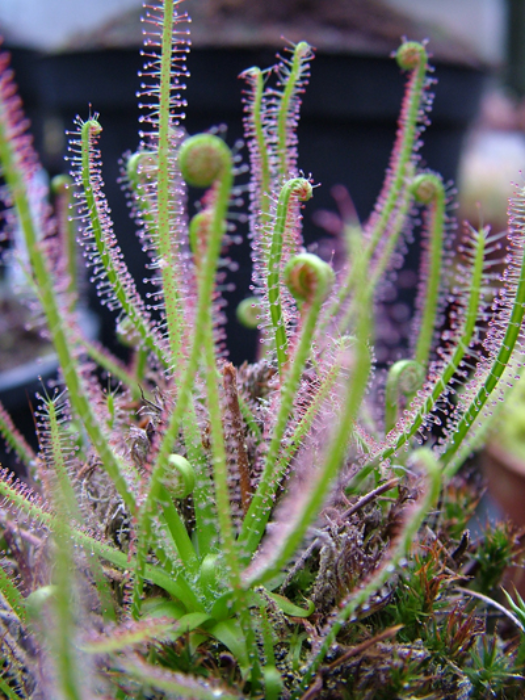 DS009 Drosera Filiformis ssp.filiformis Sundew