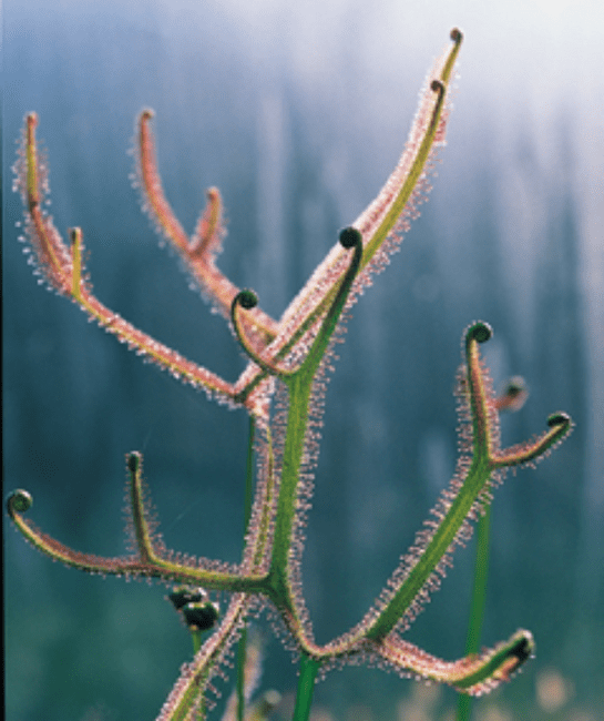Drosera dicotoma sundew