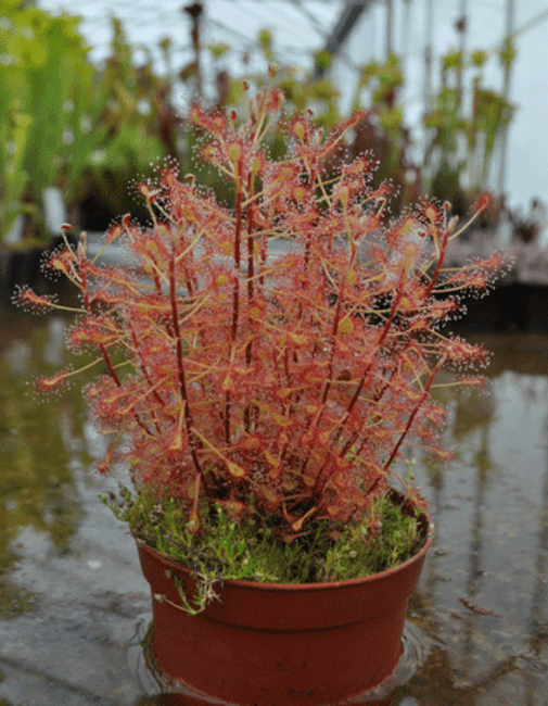 Drosera madagasgariensis sundew