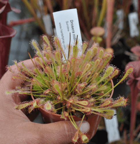 DS014 Drosera nidiformis Sundew