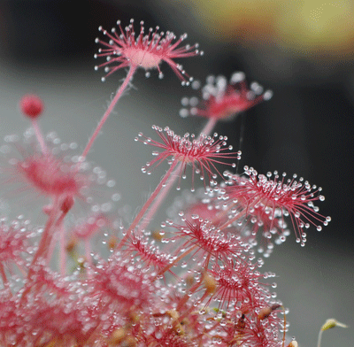 Drosera paradoxa sundew