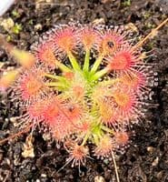 DS018 Drosera sidjamesii