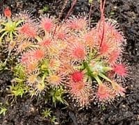 DS018 Drosera sidjamesii