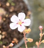 DS018 Drosera sidjamesii