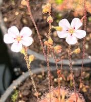 DS018 Drosera sidjamesii