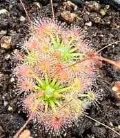 DS018 Drosera sidjamesii
