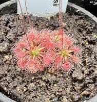 DS018 Drosera sidjamesii