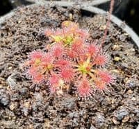 DS018 Drosera sidjamesii