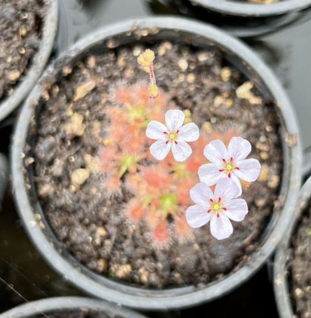 DS018 Drosera sidjamesii