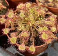 Drosera rotundifolia sundew