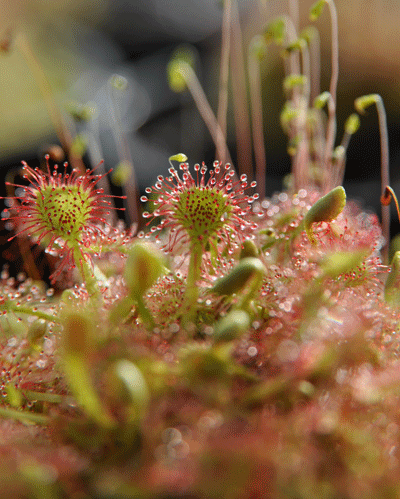 Drosera rotundifolia sundew