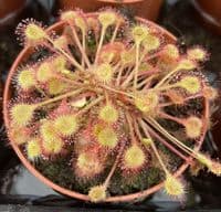 Drosera rotundifolia sundew
