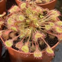 Drosera rotundifolia sundew