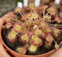 Drosera rotundifolia sundew