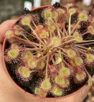 Drosera rotundifolia sundew