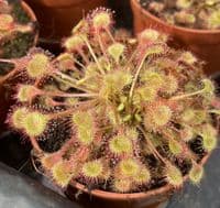 Drosera rotundifolia sundew