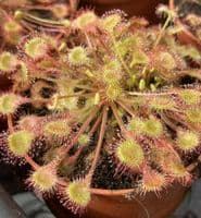 Drosera rotundifolia sundew