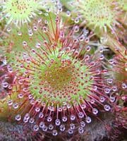 Drosera rotundifolia sundew