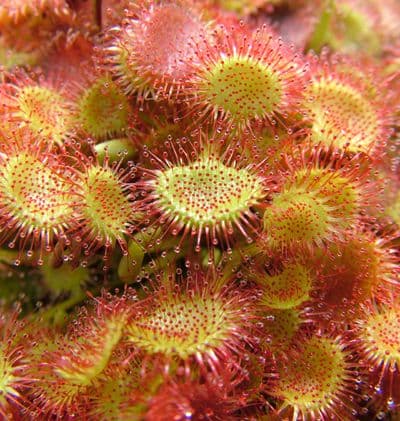 DS020 Drosera rotundifolia Sundew