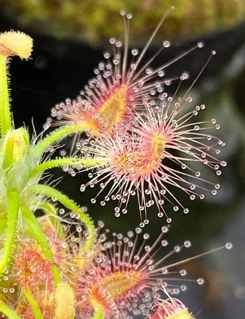 DS021 Drosera scorpiodes large form Sundew