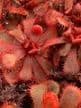 Drosera slackii sundew
