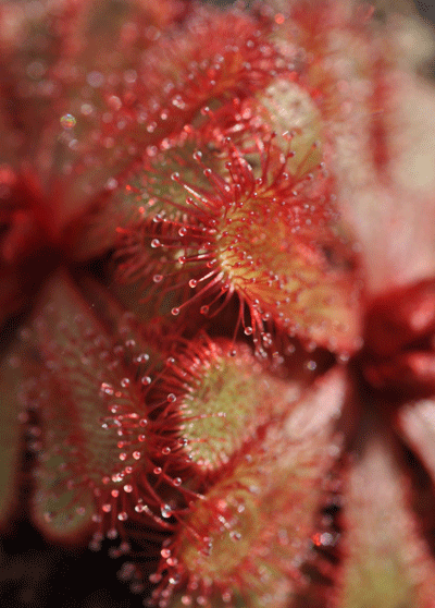 Drosera slackii sundew