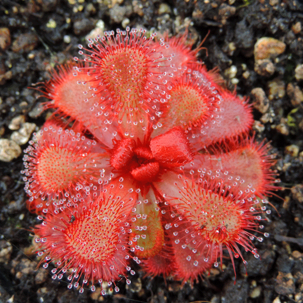 Drosera slackii sundew
