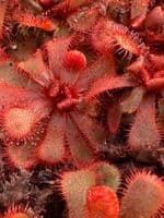 Drosera slackii sundew