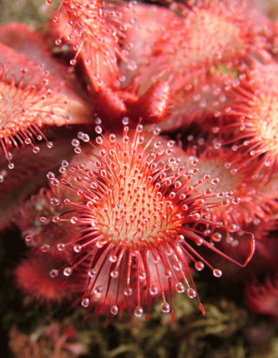 DS023 Drosera slackii Sundew Small